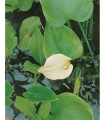 CALLA PALUSTRIS