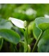 Calla Palustris