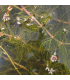 MYRIOPHYLLUM SPICATUM