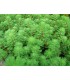 MYRIOPHYLLUM BRASILIENSIS