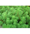 MYRIOPHYLLUM BRASILIENSIS