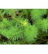 MYRIOPHYLLUM PROSERPINACOIDES