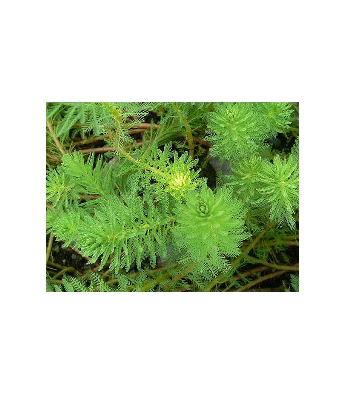 MYRIOPHYLLUM BRASILIENSIS