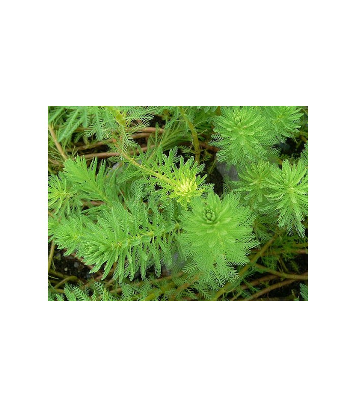 MYRIOPHYLLUM PROSERPINACOIDES