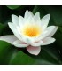 Ninfea bianca Marliacea Albida