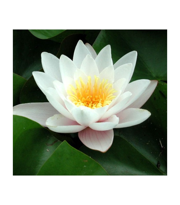 Ninfea bianca Marliacea Albida