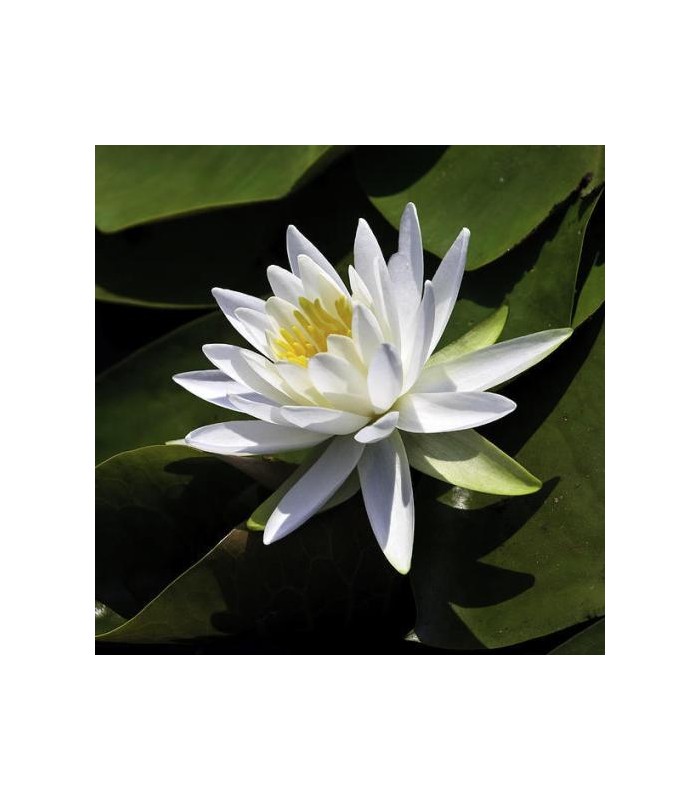 Ninfea bianca Marliacea Albida