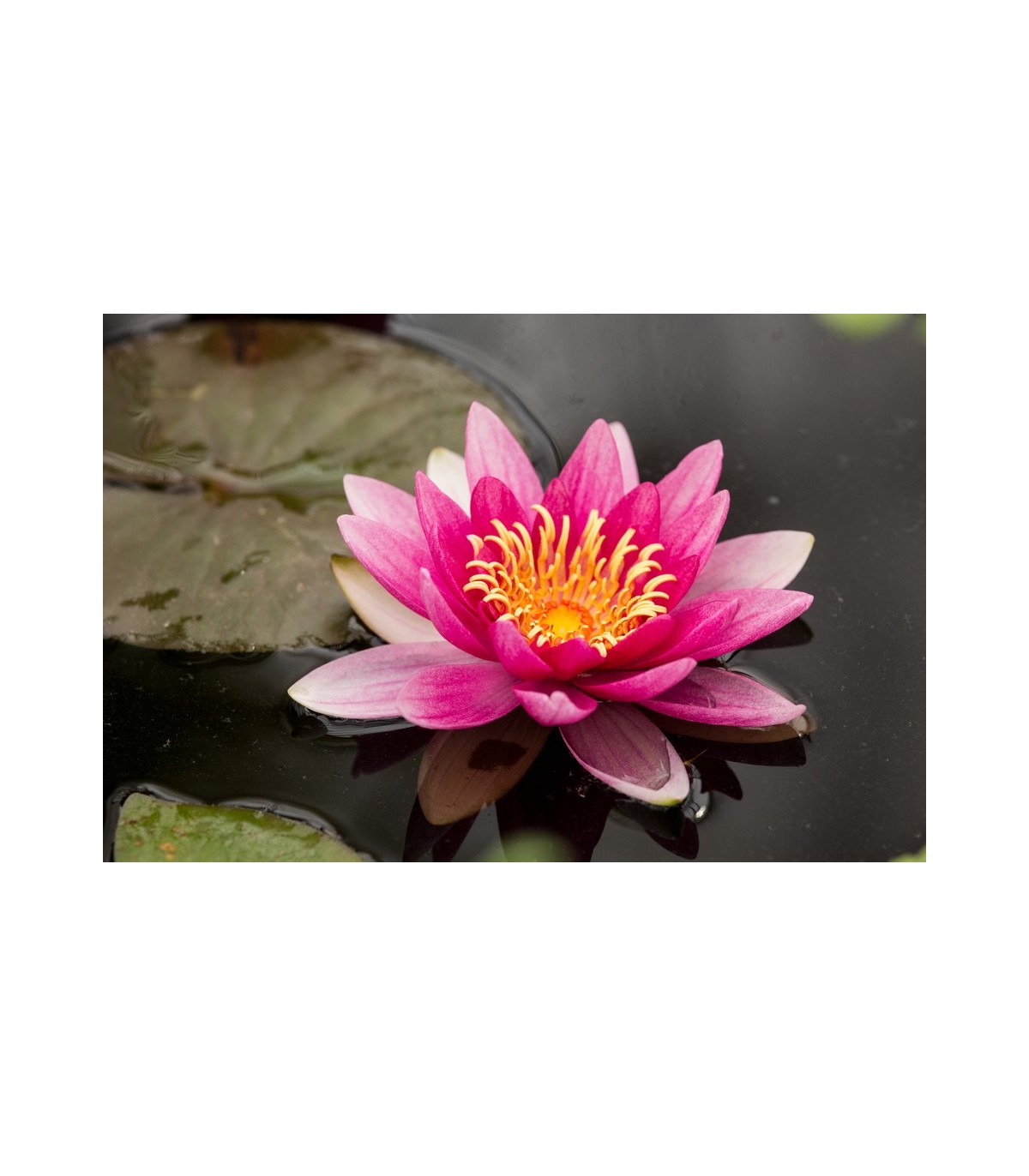 Ninfea Rossa Attraction