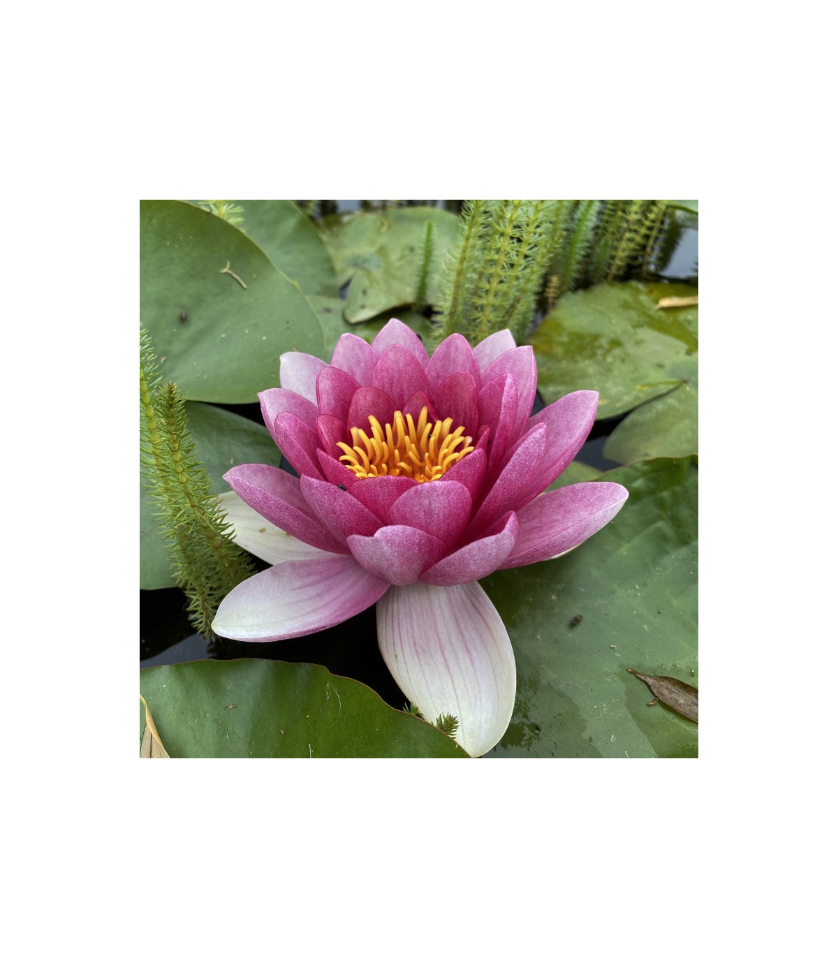 Ninfea Rossa Attraction