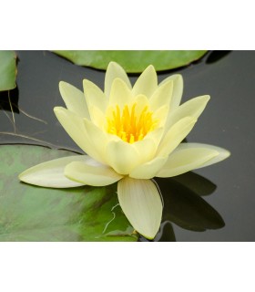 ninfea gialla marliacea chromatella