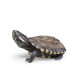 Tarta Pellet Pesce