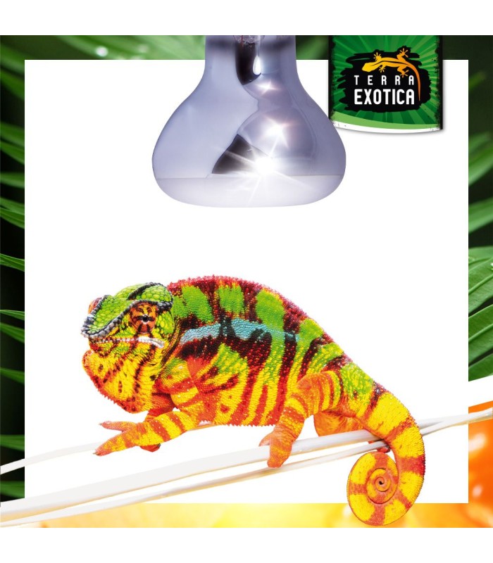 lampade spot per rettili