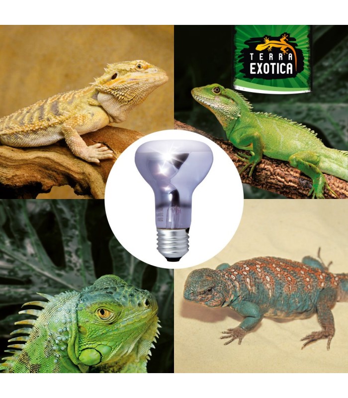 lampade spot per rettili