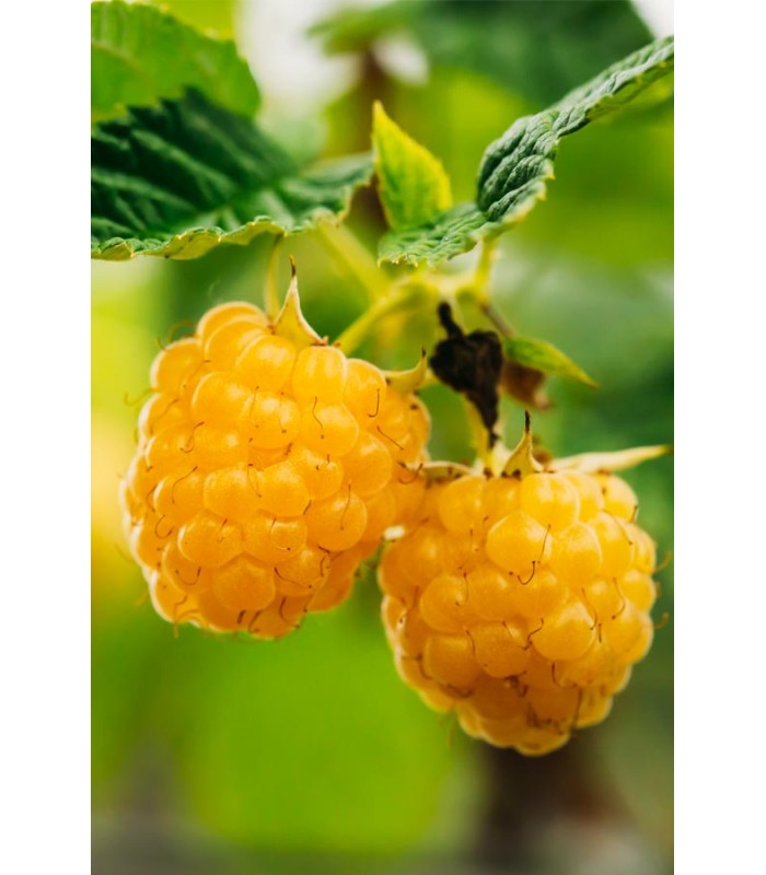 lampone giallo rifiorente