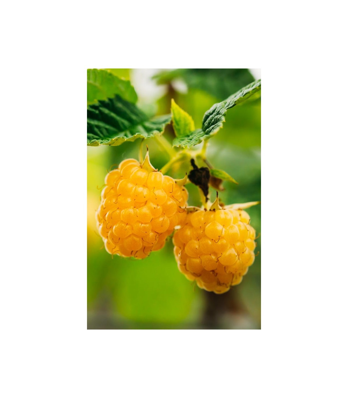 lampone giallo rifiorente