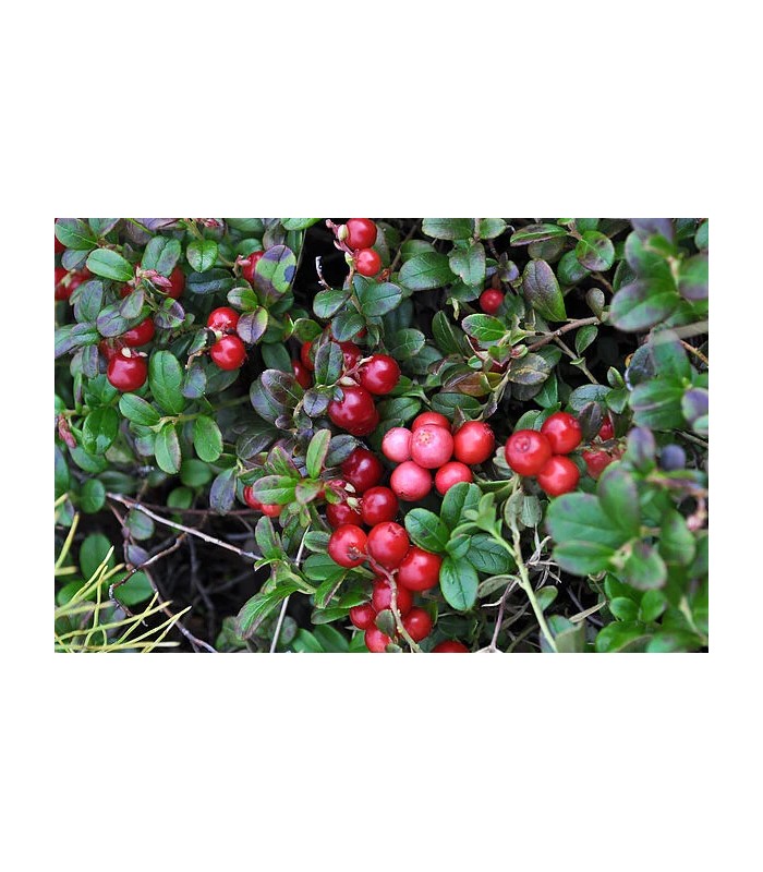 mirtillo rosso cranberry