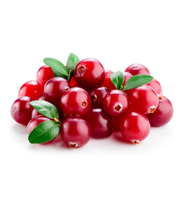 pianta di mirtillo rosso crenberry