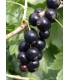 pianta di ribes nero