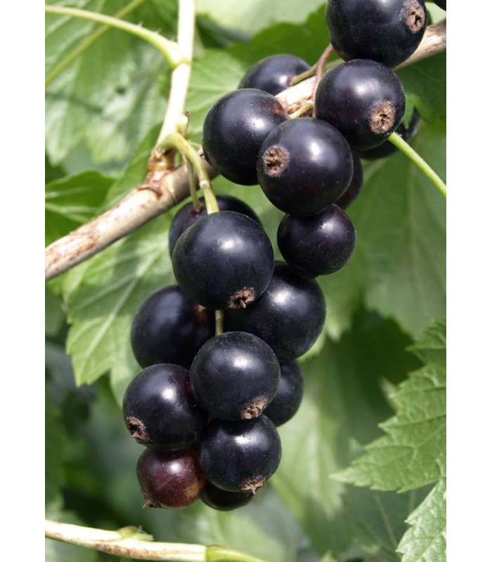 pianta di ribes nero