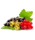 3 piante di ribes in mix