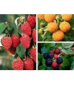 3 PIANTE  DI LAMPONE - rosso+giallo+rosso rifiorente