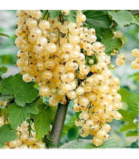 ribes bianco