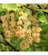 pianta di ribes bianco