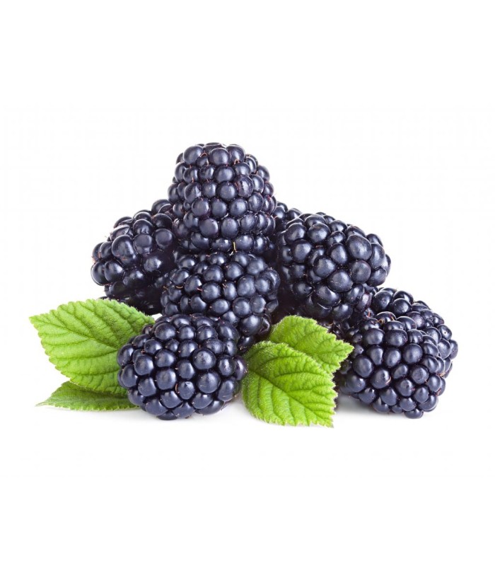 Frutti maturi di mora biologica senza spine