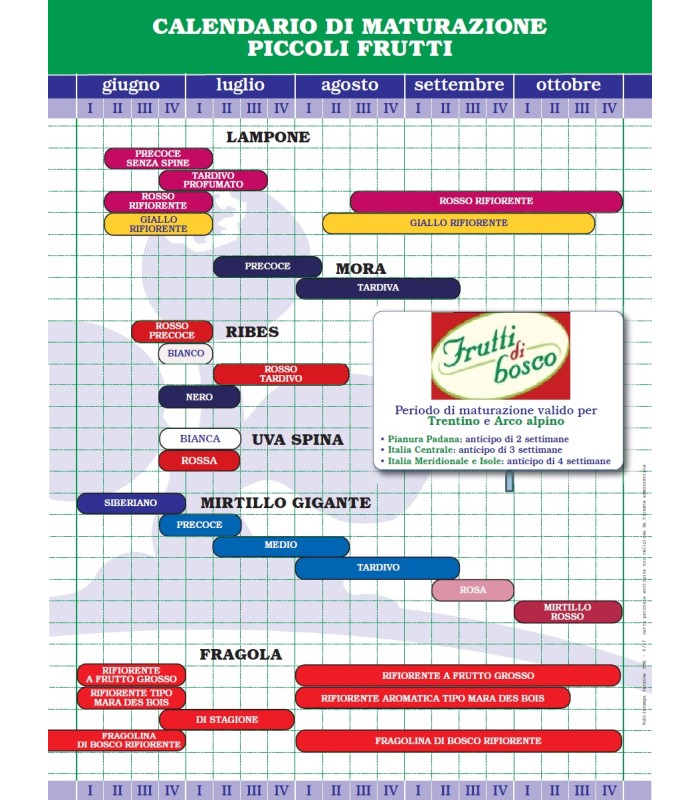 calendario maturazione piccoli frutti
