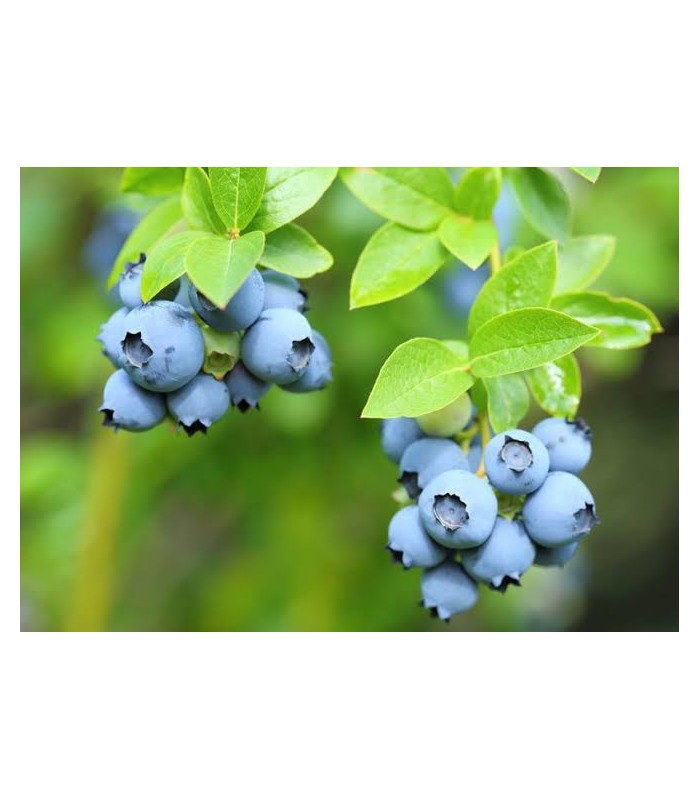 piante mirtillo americano precoce