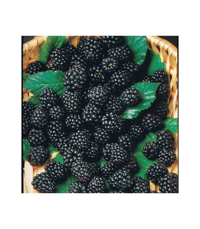 Frutti maturi di mora biologica senza spine