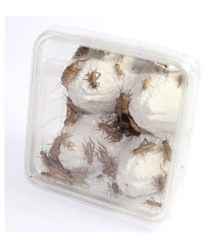 Alimento per Insetti da pasto