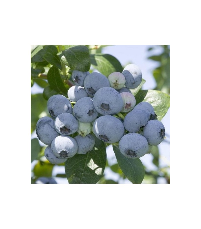 piante mirtillo americano tardivo