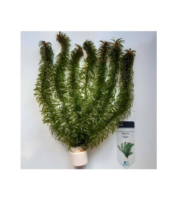 Pianta Ossigenante Egeria najas per laghetto.