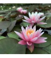 Ninfea rosa American Star