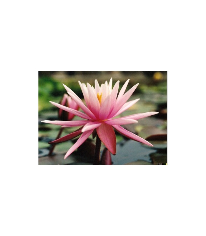 Ninfea rosa American Star
