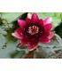 nymphaea black princess
