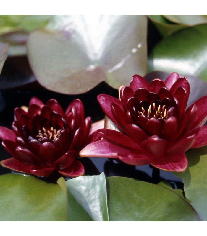 ninfea Black Princess