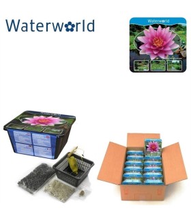 kit-ninfea-colorata-laghetto-con-vaso-