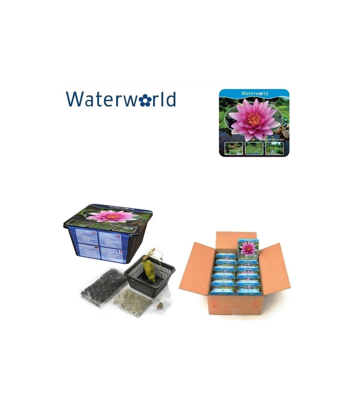 kit-ninfea-colorata-laghetto-con-vaso-