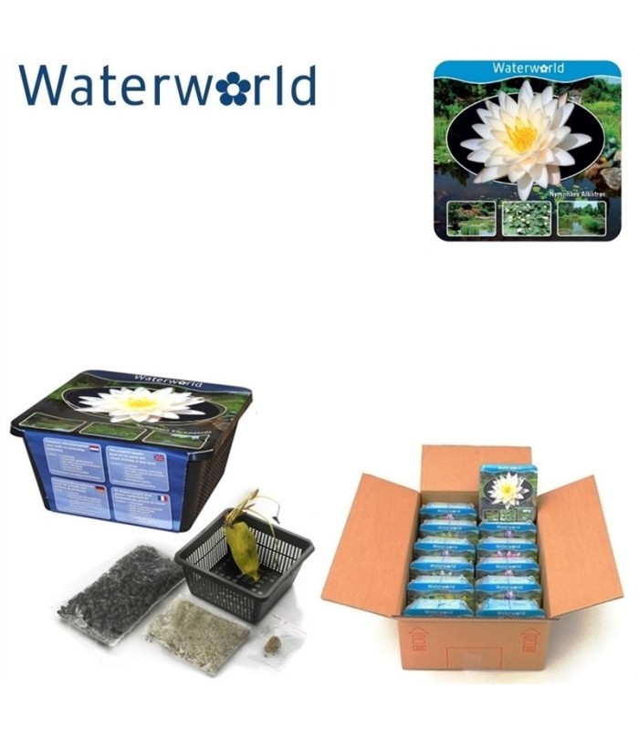 ninfee-rosa-gialle-rosse-bianche-fioritura