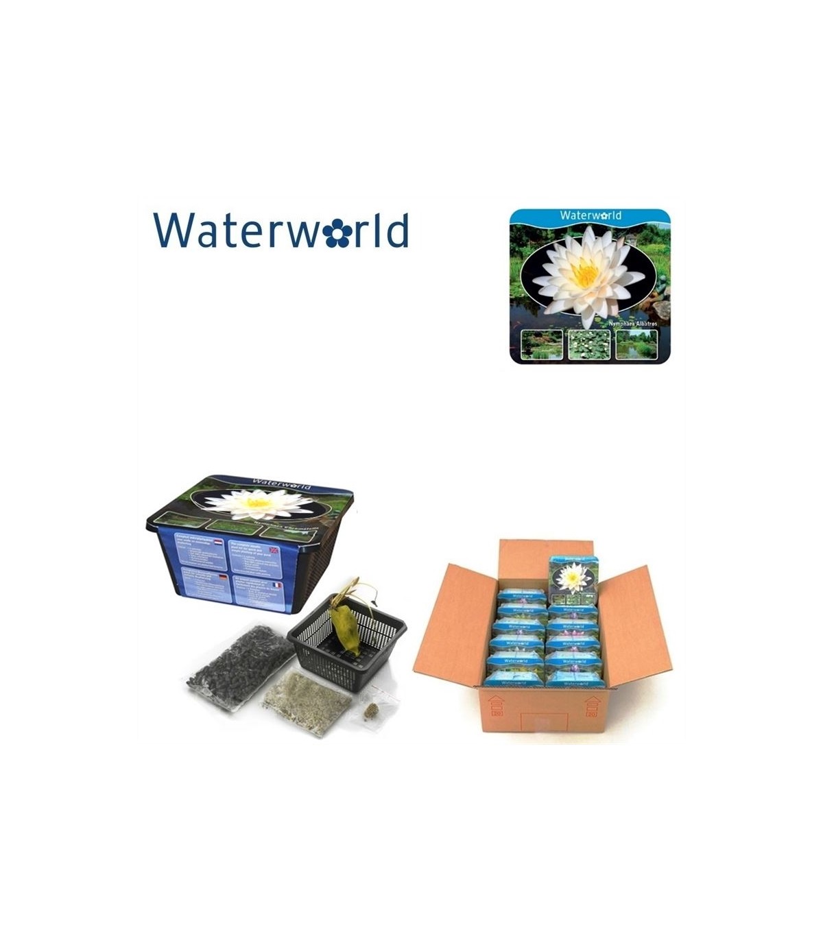 ninfee-rosa-gialle-rosse-bianche-fioritura