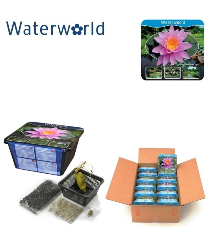 tubero-ninfea-germinato-pronto-per-laghetto