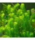 Piante acquatiche anti-alga per acqua limpida