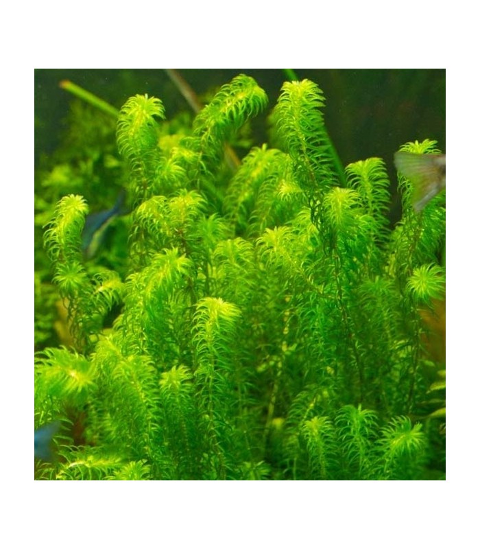 Piante acquatiche anti-alga per acqua limpida