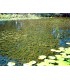 Piante acquatiche anti-alga per acqua limpida