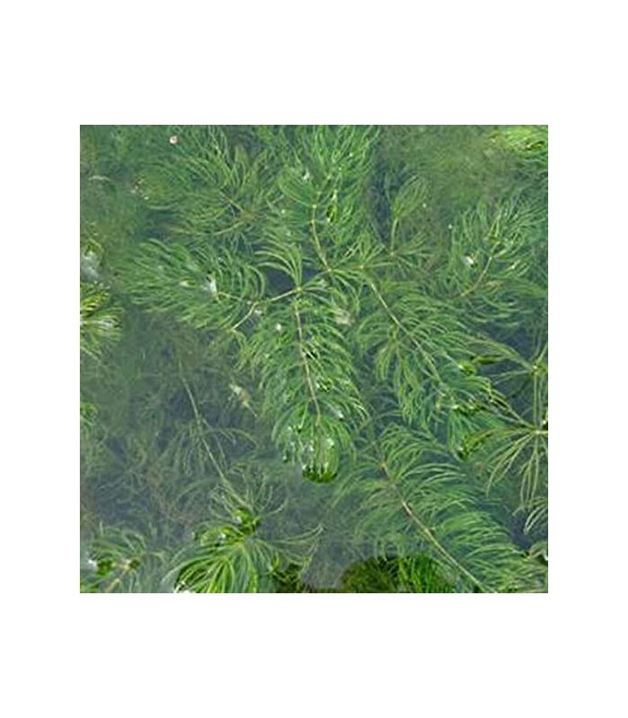 Piante acquatiche anti-alga per acqua limpida