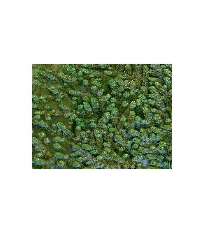 Piante acquatiche anti-alga per acqua limpida