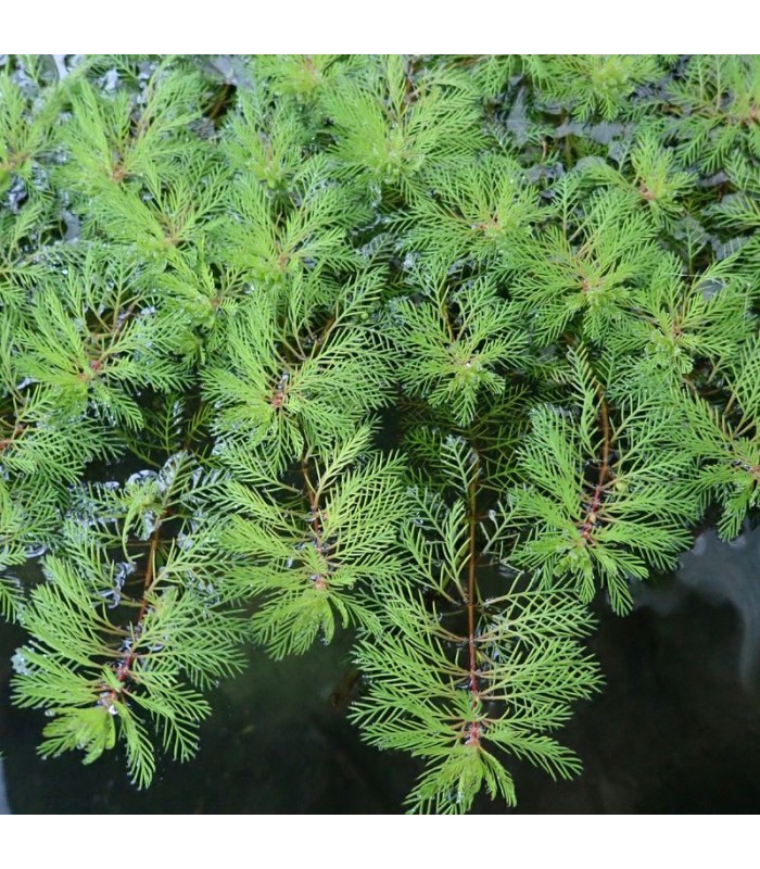 Piante acquatiche anti-alga per acqua limpida