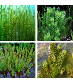 Mix piante ossigenanti per laghetto naturale